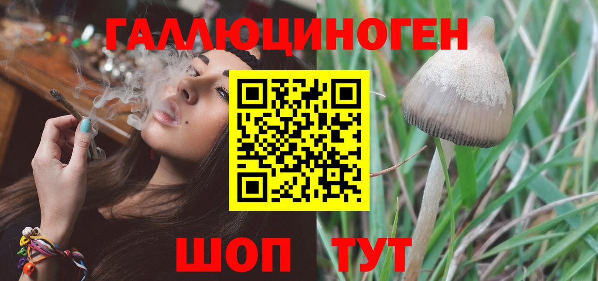 Курчатов  Псилоцибиновые грибы мицелий  Вход с VPN  Псилоцибиновые грибы Cubensis 